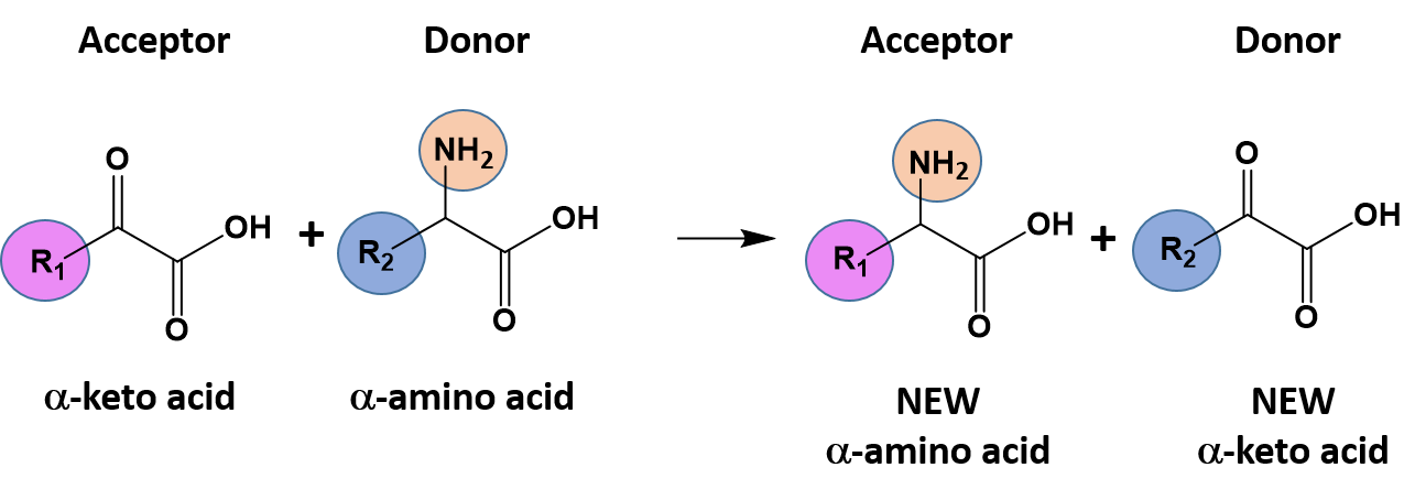 Акцептор. Акцептор это в биологии. Transfer Reaction. Nucleotidyl transfer Reaction это. Reactivity in Group 1.