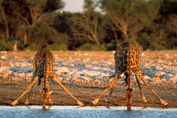 Любопытные факты о жирафах