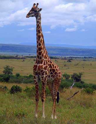  IGDA/F. Galardi     ЖИРАФ – самое высокое современное животное. Распространен на большей части Африки южнее Сахары в саваннах с редко стоящими деревьями.