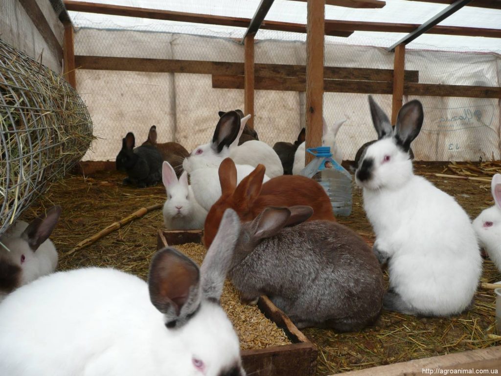 Разведение кроликов в домашних условиях 
